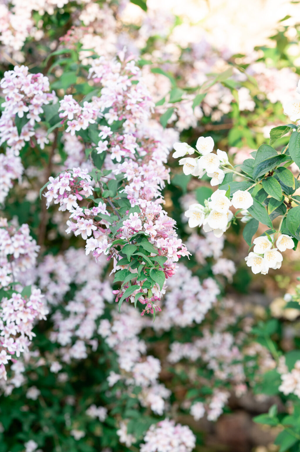 fleurs domaine barbeliere