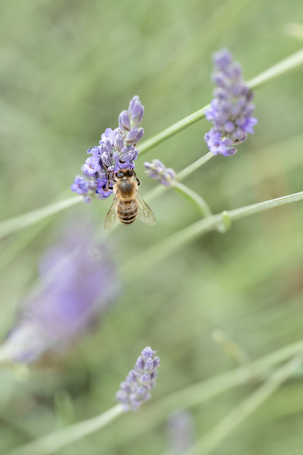 abeille chateau la gaude