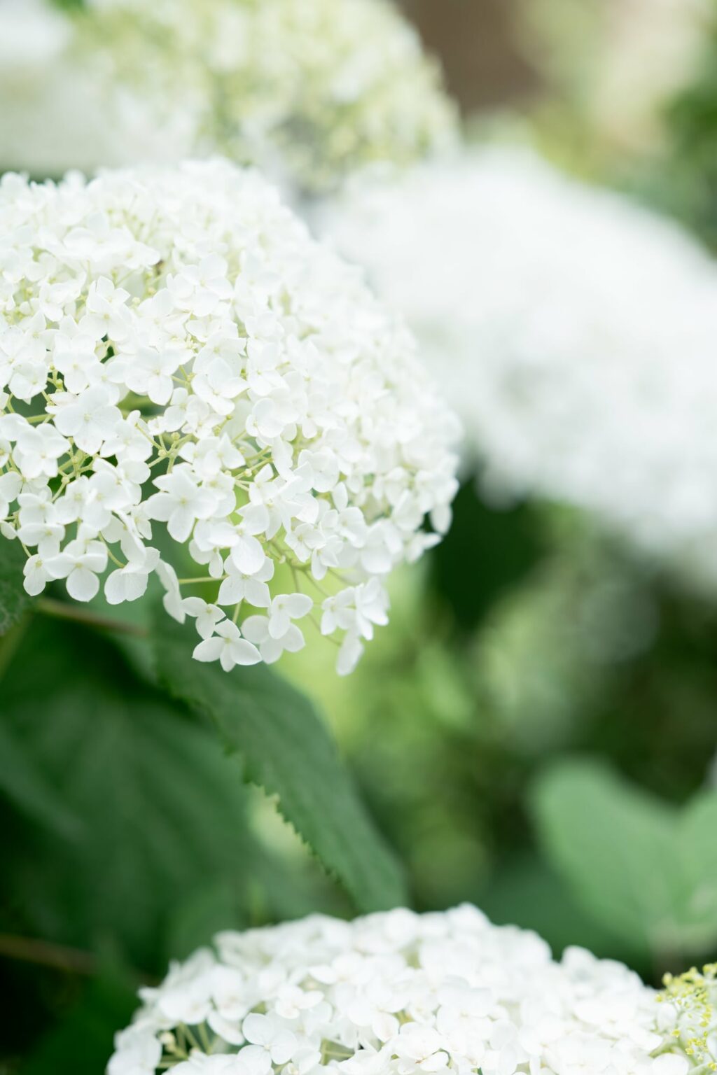 fleurs éditorial mariage chateau la gaude