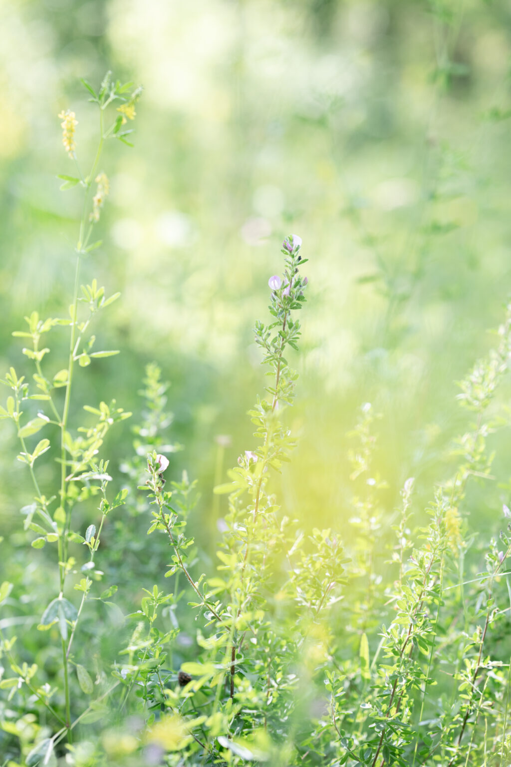 mariage maurienne detail herbe