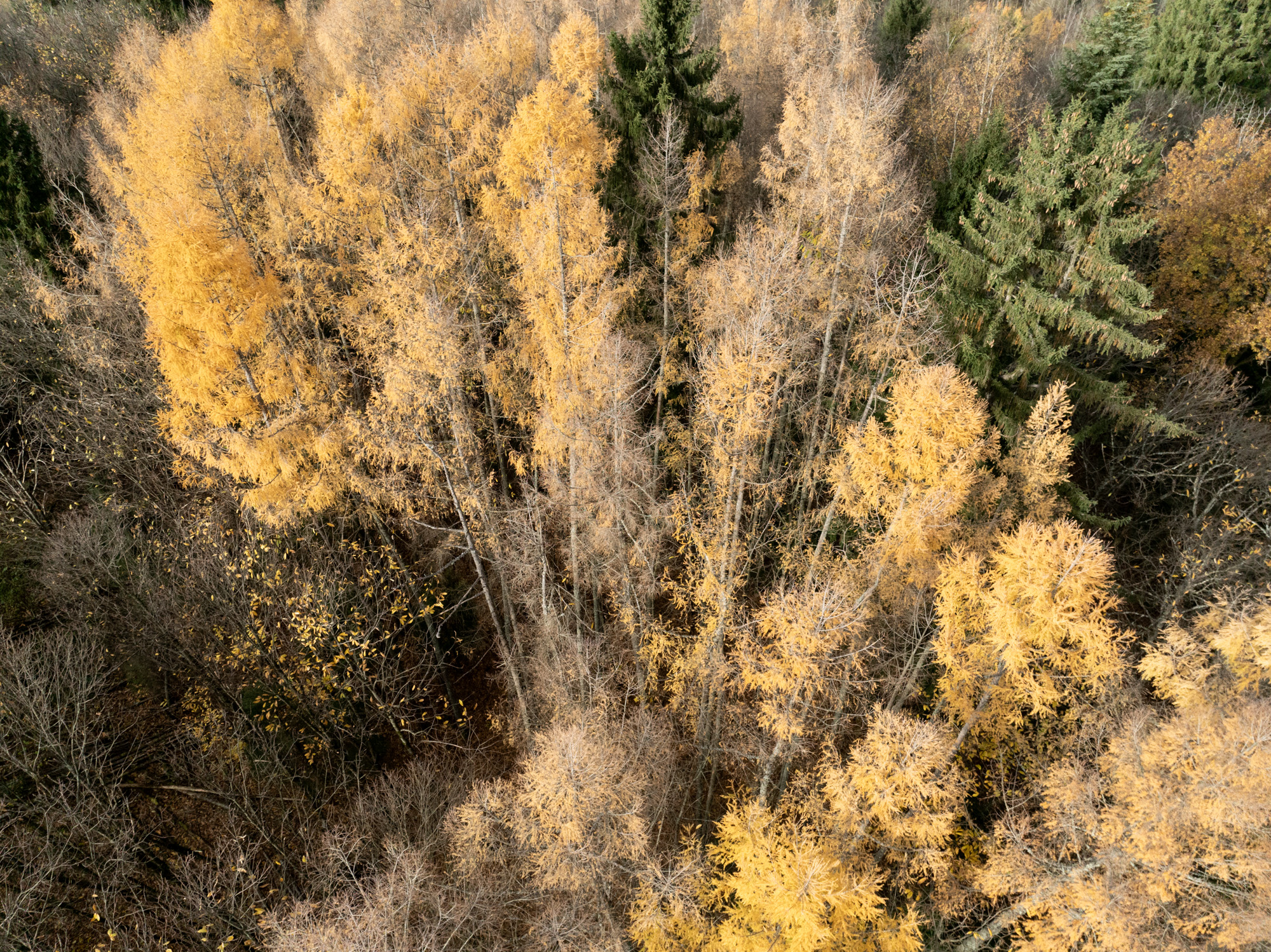 séance mode foret vue en drone