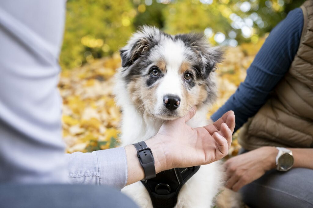 seance couple tours montmayer chien
