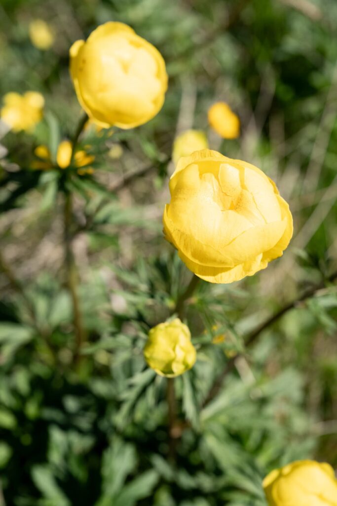 fleur montagne